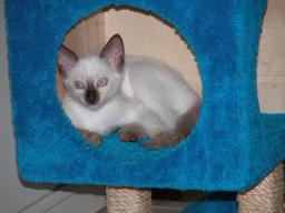 kittens - 071007 34
